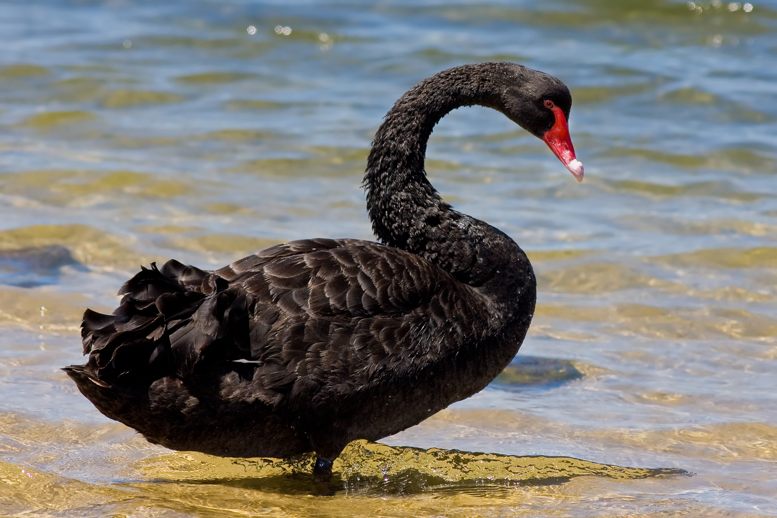 Why crowdsourcing helps companies avoid "black swans"